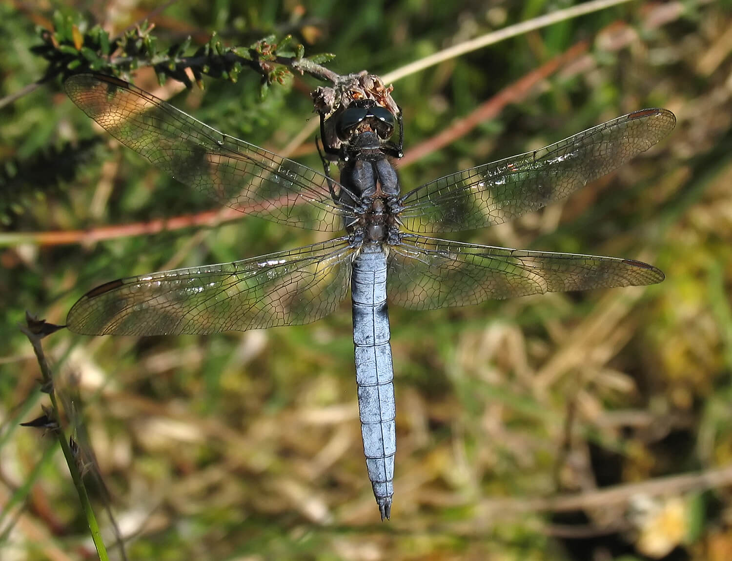 Male Keeled skimmer by David Kitching